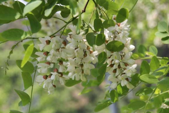 아까시나무 이른 개화, 벌꿀 생산 비상