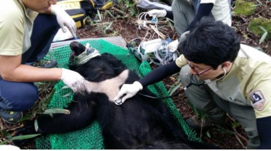 지리산 반달가슴곰 복원 성공