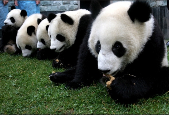 쓰꾸냥상-워롱, 중국의 자연문화 보고