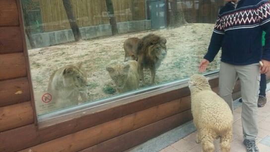동물원 야생동물도 항생제 내성 ‘위험 수위’
