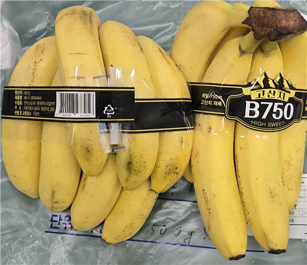 기준치 넘은 농약 검출… 롯데마트서 판매된 베트남산 ‘바나나’ 회수