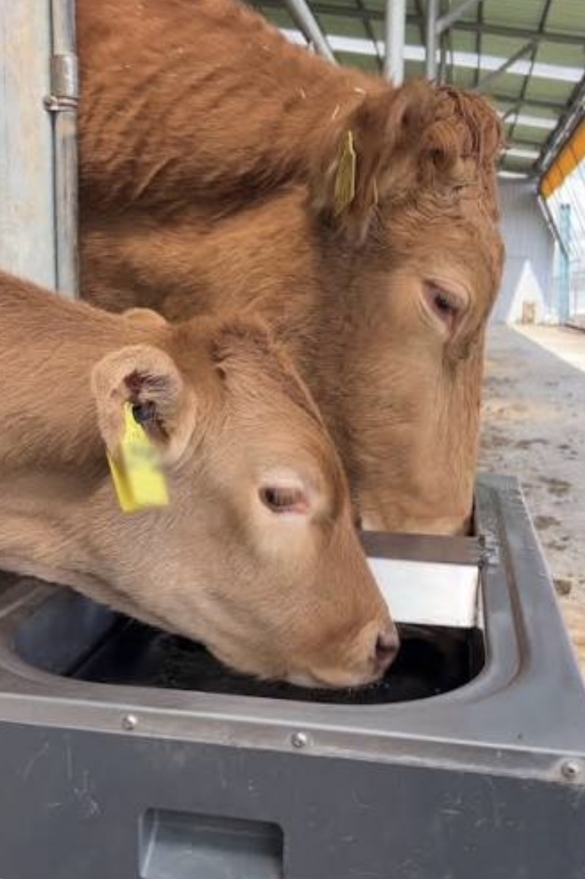 소 값 낮추려 담즙 뿌려 굶긴 축산업자…벌금 1000만원