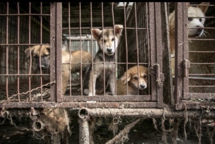 개사육농장 80% 사라졌다…개식용, 역사 속으로