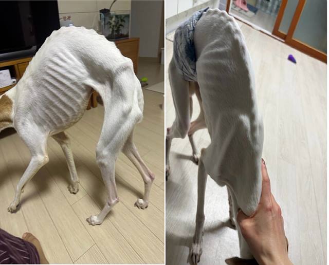 [단독] “주인 죽었다”는 부고장에 거짓말까지 …