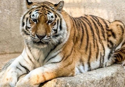 결국 문단속 안 해서…13년 지킨 ‘미호’ 4분 만에 참사