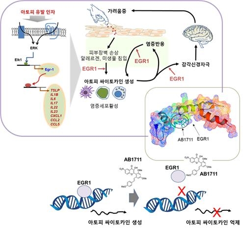 못 고친다는 아토피 피부염…억제물질 개발