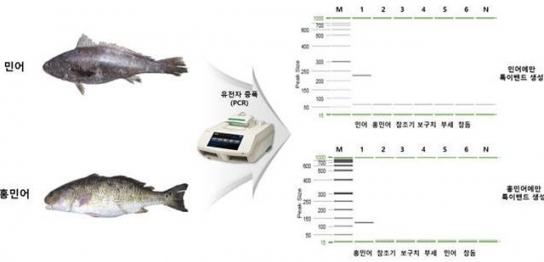 육안 구별 힘든 '가짜 식품' 판별기술 식약처 개발