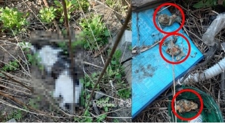 "쥐약 묻힌 닭고기로 고양이 죽이는 신탄진 살묘남 막아달라" 청원