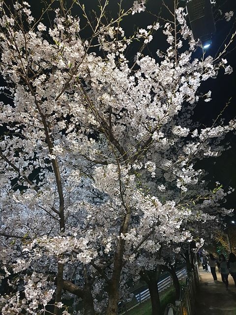 서울의 숨은 벚꽃 명소 안양천 제방길