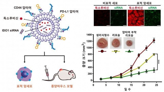 건국대, 암 표적형 약물전달시스템 적용 면역 치료제 개발