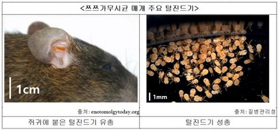 가을바람과 함께 돌아온 털진드기 '쯔쯔가무시증' 주의
