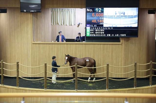 2024년 첫 1세 경주마 경매, ‘최고가 1억 6,600만원’ 기록