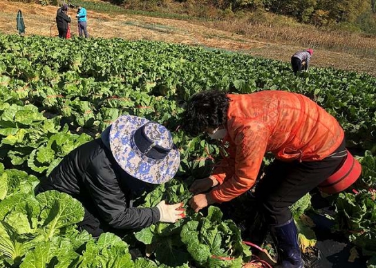 배추, 10월 출하량 증가 및 가격 하락세 지속
