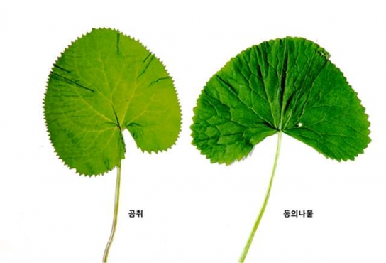 산나물, 정말 먹어도 괜찮을까? 독초와 구별하는 법