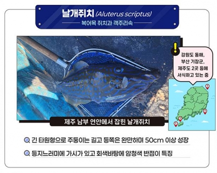 복어독 20배 ‘날개쥐치’…식약처 “절대 먹거나 맨손 접촉 금물”