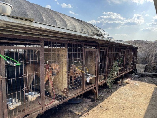 용인 식용견 농장 및 도살장서 50여 마리 개 구조