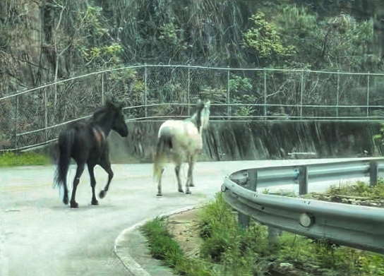 "이게 웬 말이야" 강원 춘천에서 말 2마리 도로 활보