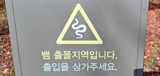 '도심 속 뱀 출몰' 늘었다..."폭염·장마로 먹잇감 구하러"