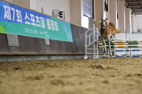 한국마사회 스포츠말 품평회와 어린말 승마대회 상주서 개최