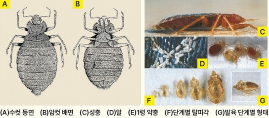 정부가 허가한 '빈대 살충제' 무용지물..."원액에 빈대를 담가도 죽지 않아"