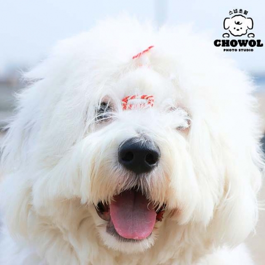 이 계절 지나면 못 찍는다! 반려동물과 가을 감성 스냅 트립