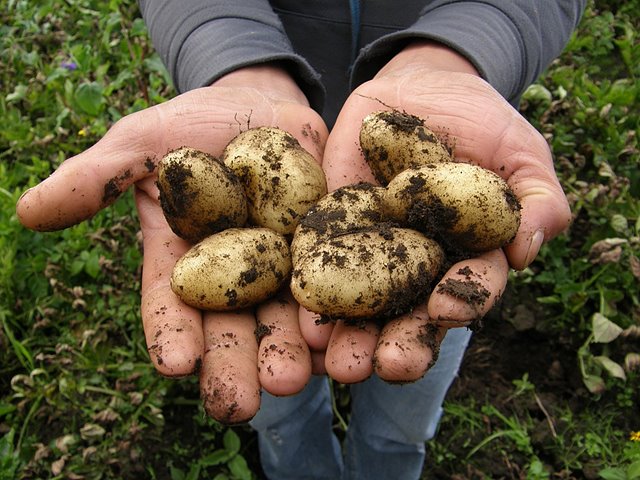 potatoes-2543686_960_720.jpg