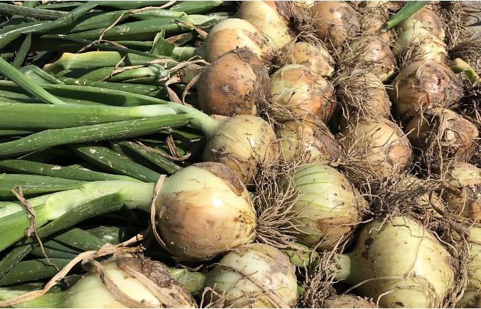 Screenshot 2022-06-05 at 15.01.17.jpg