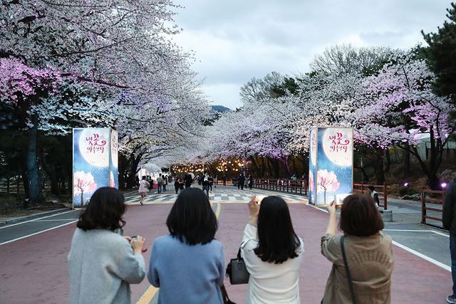 (부정기)(사진) 코로나19 이전 렛츠런파크서울 벚꽃축제 풍경.jpg