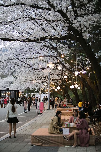 (부정기)(사진) 코로나19 이전 렛츠런파크서울 벚꽃축제 풍경2.jpg