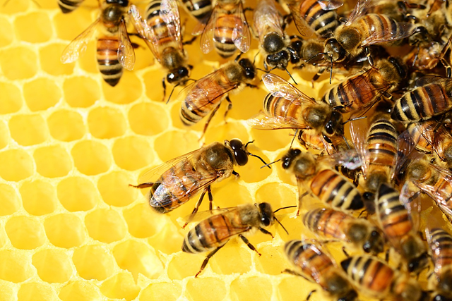 bees-326337_1280.png