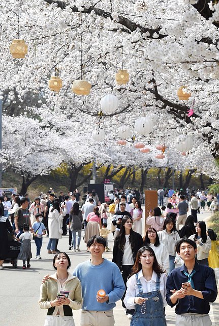(단신3)(사진)한국마사회 벚꽃축제 (2).jpg