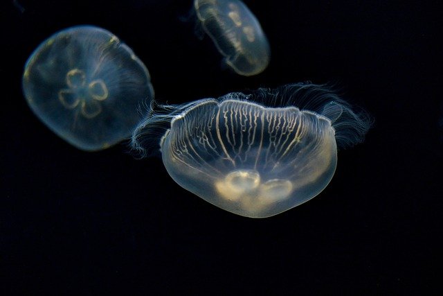 jellyfish-5592320_640.jpg